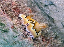 A racing slug! Nudibranch from Manado. With an Olympus 50... by Rob Spray 